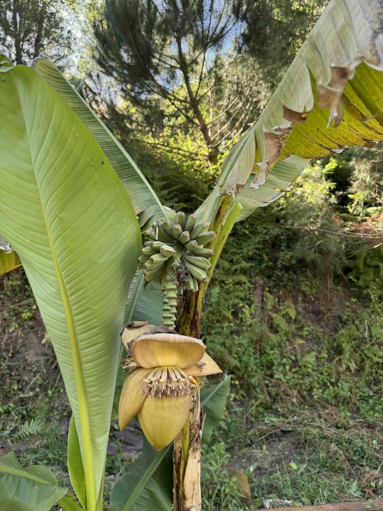 banana tree